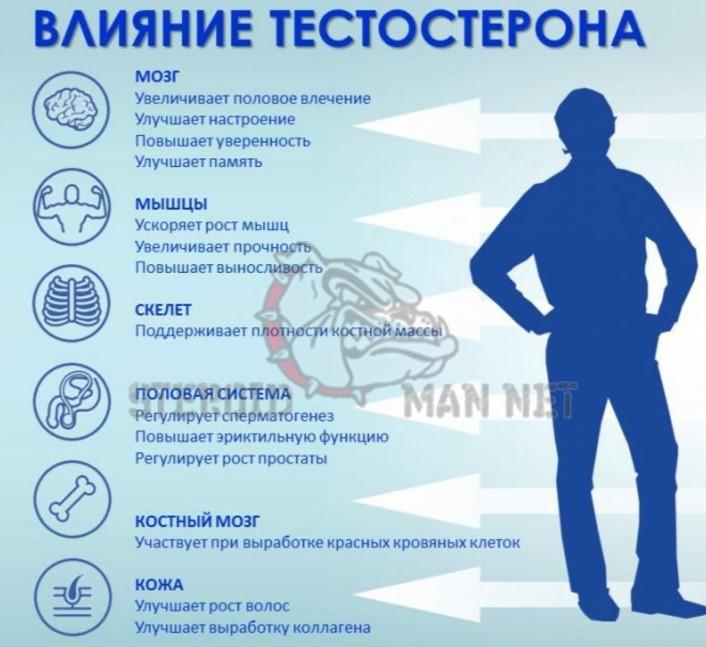 как влияет тестостерон на организм как влияет тестостерон на организм