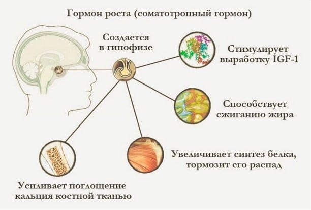 Как использовать гормоны роста для максимального прироста мышечной массы